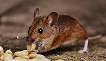 24 Hour & Emergency Exterminators in Boxborough, MA